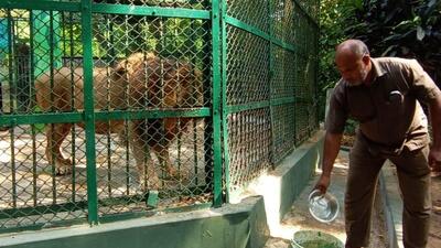 Sepahijala Zoo employee provides water in a lion enclosure (HT Photo) Sepahijala Zoo employee provides water in a lion enclosure (HT Photo)