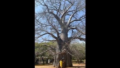 The baobab within the school campus in Rajapalayam, Tamil Nadu. This tree swells up and stores water in the monsoon, almost like a well. (Image courtesy Mridula Ramesh) The baobab within the school campus in Rajapalayam, Tamil Nadu. This tree swells up and stores water in the monsoon, almost like a well. (Image courtesy Mridula Ramesh)