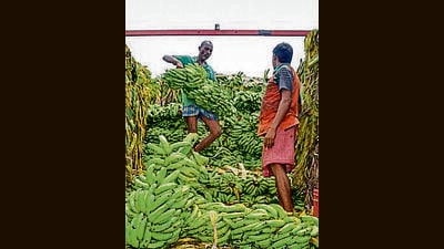 The government has identified 20 such agricultural produce and products with high export potential in markets. (PTI) The government has identified 20 such agricultural produce and products with high export potential in markets. (PTI)