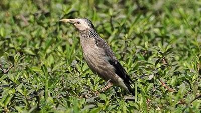 White-cheeked starling. White-cheeked starling.