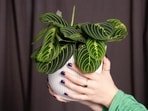 prayer_plant