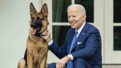 Following the reports that Commander drew blood from a Secret Service agent, the White House in March said that Biden handed over the German shepherd to his relatives due to repeated biting incidents. (X/@ImMeme0) Following the reports that Commander drew blood from a Secret Service agent, the White House in March said that Biden handed over the German shepherd to his relatives due to repeated biting incidents. (X/@ImMeme0)