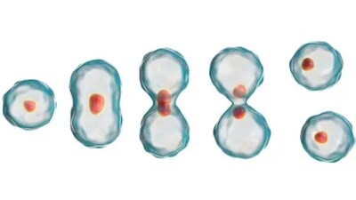 In each cell there is a machinery called the ribosome. It creates proteins using DNA as a template, which are essential for almost all cellular functions. (Unsplash) In each cell there is a machinery called the ribosome. It creates proteins using DNA as a template, which are essential for almost all cellular functions. (Unsplash)