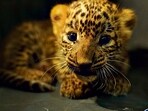 While the success rate of reunions is significantly high, there were a few reunions that could not be orchestrated, said officials from wildlife conservation NGOs. (HT PHOTO)