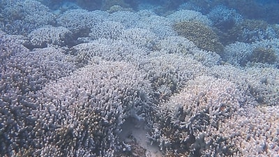 Bleached Porites corals in the Kavaratti lagoon. (HT Photo) Bleached Porites corals in the Kavaratti lagoon. (HT Photo)