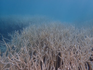 Marine heatwaves are rare extreme weather events.