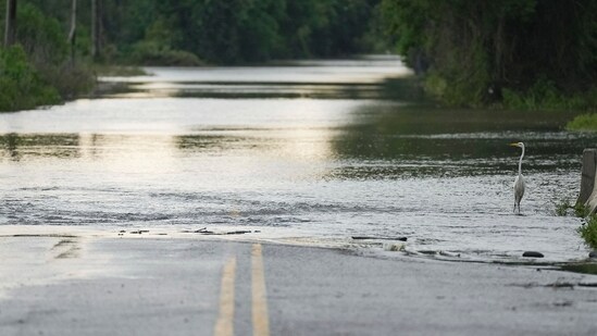 A heron stands as water flows over N. Houston Road, making the road impassible on Sunday, May 5, 2024, in Humble, Texas. (Elizabeth Conley/Houston Chronicle via AP) (AP)