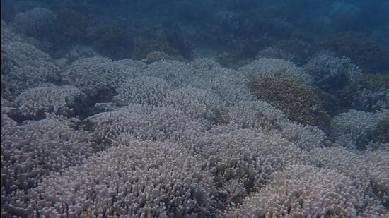 The primary cause of these marine heatwaves are excessive heat atmospheric transfer coupled with shifts in ocean currents. (HT photo sourced)