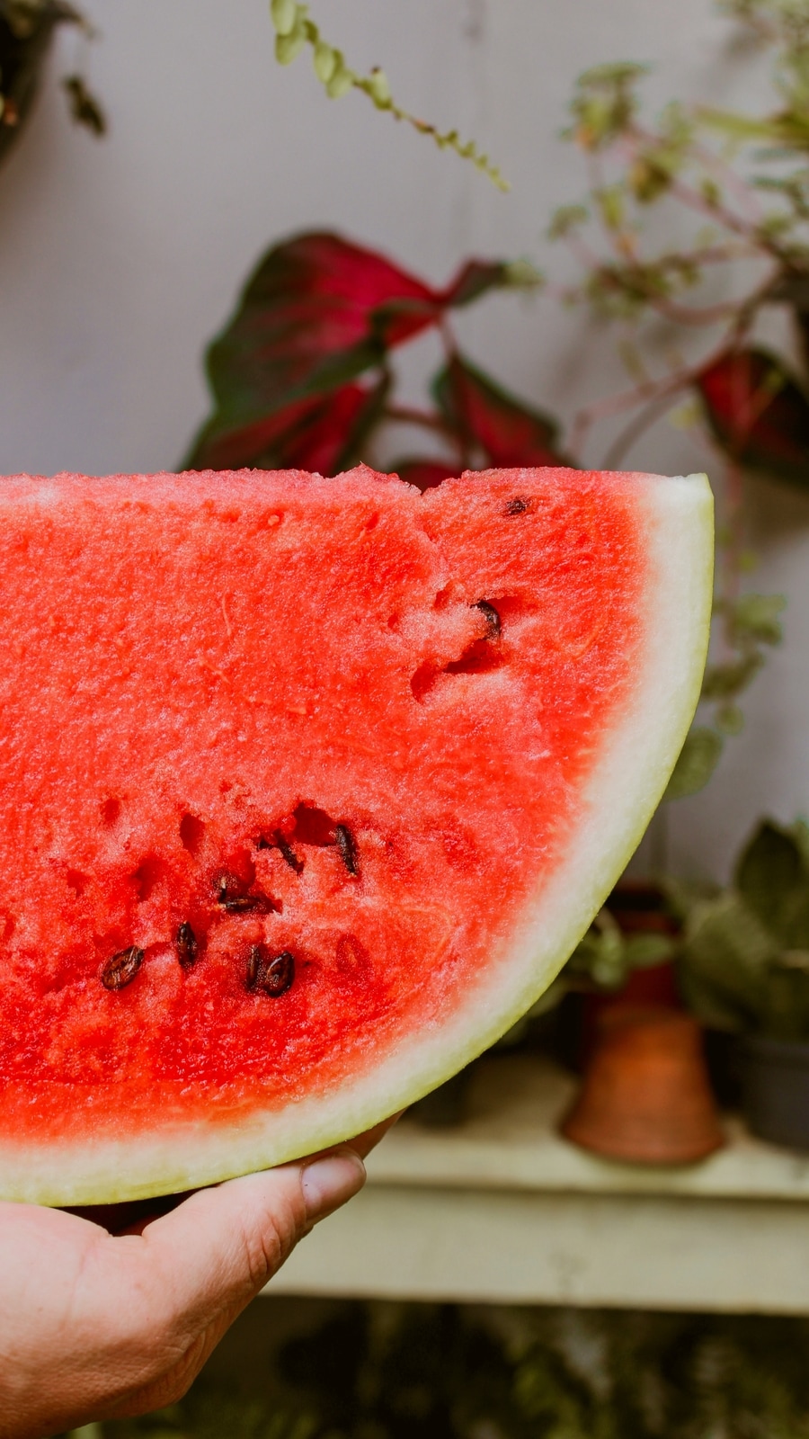 Watermelon_pic