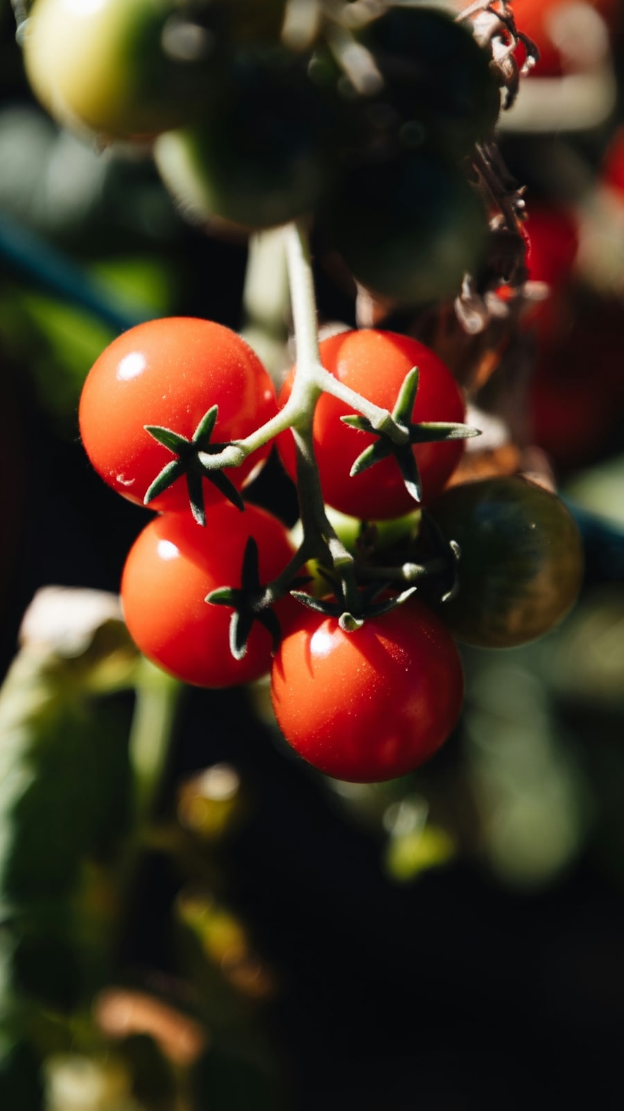 cherry_tomato_plant