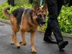 US President Joe Biden's dog Commander, a German shepherd. US President Joe Biden's dog Commander, a German shepherd.