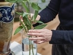 lucky_bamboo_in_water