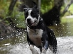 With every seasonal change, like humans, pets also tend to catch the change in weather. It is the pet parents' duty to note few dos and don'ts while taking care of them With every seasonal change, like humans, pets also tend to catch the change in weather. It is the pet parents' duty to note few dos and don'ts while taking care of them