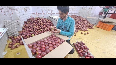 Bharatiya Janata Party spokesperson Sandeepini Bhardwaj added that the Jai Ram government worked extensively to strengthen the fruit mandi. (HT Photo) Bharatiya Janata Party spokesperson Sandeepini Bhardwaj added that the Jai Ram government worked extensively to strengthen the fruit mandi. (HT Photo)