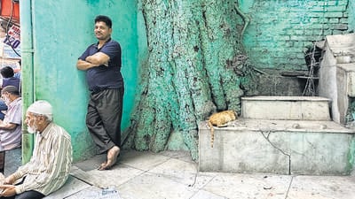 The lush banyan tree stands by the old marble grave. (HT Photo) The lush banyan tree stands by the old marble grave. (HT Photo)