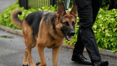 US President Joe Biden's dog Commander, a German shepherd. (AP)