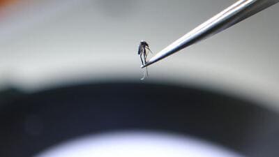 WNV is transmitted to humans through bites from infected mosquitoes. (AFP Photo) WNV is transmitted to humans through bites from infected mosquitoes. (AFP Photo)