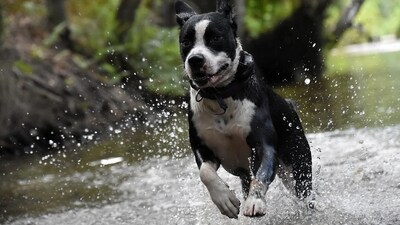 With every seasonal change, like humans, pets also tend to catch the change in weather. It is the pet parents' duty to note few dos and don'ts while taking care of them (Pixabay) With every seasonal change, like humans, pets also tend to catch the change in weather. It is the pet parents' duty to note few dos and don'ts while taking care of them (Pixabay)