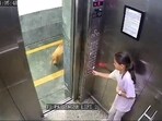 Dog attacks girl inside lift (Photo - X)