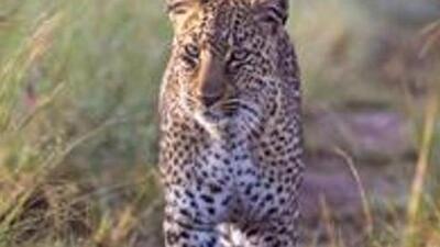 A senior forest department said the plan is to train teams that will be equipped to handle human-leopard conflicts, and sensitise the local residents. (Getty Images) A senior forest department said the plan is to train teams that will be equipped to handle human-leopard conflicts, and sensitise the local residents. (Getty Images)
