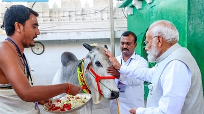 PM Narendra Modi applies vermillion to a cow at the Raja Rajeshwara Swamy Temple, at Vemulawada in Karimnagar. (ANI) PM Narendra Modi applies vermillion to a cow at the Raja Rajeshwara Swamy Temple, at Vemulawada in Karimnagar. (ANI)