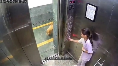Dog attacks girl inside lift (Photo - X) Dog attacks girl inside lift (Photo - X)