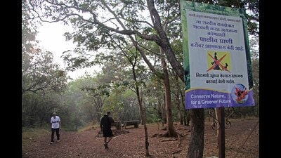 Recently, citizens and green activists alleged that the Forest Department pruned native trees in the name of Gliricidia trees at Taljai Hills. (HT PHOTO) Recently, citizens and green activists alleged that the Forest Department pruned native trees in the name of Gliricidia trees at Taljai Hills. (HT PHOTO)