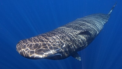 Light shines on a sperm whale swimming off the coast of Dominica. Scientists studying the sperm whales have described for the first time the basic elements of how they might be talking to each other. (AP) Light shines on a sperm whale swimming off the coast of Dominica. Scientists studying the sperm whales have described for the first time the basic elements of how they might be talking to each other. (AP)