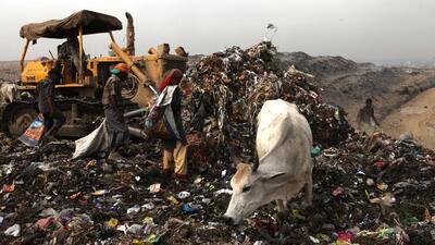 The high court in July 2023 had directed authorities to take immediate remedial actions and file action-taken reports within three months saying that it was “appalled” by the poor hygienic conditions and health of the milch animals at nine dairy colonies in the national capital. (HT Photo) The high court in July 2023 had directed authorities to take immediate remedial actions and file action-taken reports within three months saying that it was “appalled” by the poor hygienic conditions and health of the milch animals at nine dairy colonies in the national capital. (HT Photo)