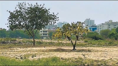 Zila Ghaziabad is no desert. It is full of trees and a river. (HT photo) Zila Ghaziabad is no desert. It is full of trees and a river. (HT photo)