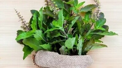Tulsi (Holy Basil): Tulsi, also known as the "Queen of Herbs," is a revered plant in Ayurveda. Its cooling properties can help lower body temperature, reduce inflammation, and boost the immune system, making it an excellent choice for heatwave management. (Unsplash) Tulsi (Holy Basil): Tulsi, also known as the "Queen of Herbs," is a revered plant in Ayurveda. Its cooling properties can help lower body temperature, reduce inflammation, and boost the immune system, making it an excellent choice for heatwave management. (Unsplash)