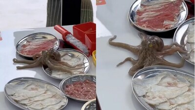 Octopus moving on the table.