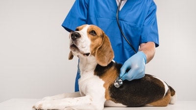 Being attuned to your pet's health is essential, but recognising when they need immediate veterinary care can be challenging. (Shutterstock) Being attuned to your pet's health is essential, but recognising when they need immediate veterinary care can be challenging. (Shutterstock)