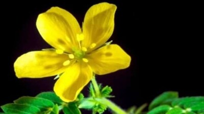 Gokshura: Gokshura aids thyroid function and contributes to iodine balance in the body. (Pinterest) Gokshura: Gokshura aids thyroid function and contributes to iodine balance in the body. (Pinterest)