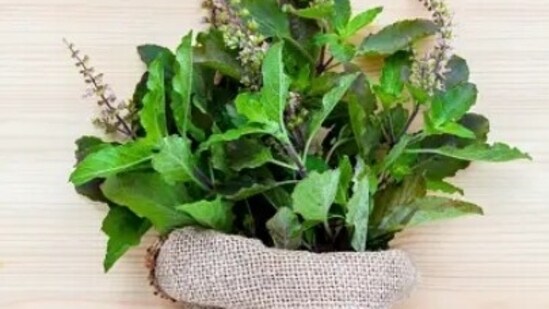 Tulsi (Holy Basil): Tulsi, also known as the "Queen of Herbs," is a revered plant in Ayurveda. Its cooling properties can help lower body temperature, reduce inflammation, and boost the immune system, making it an excellent choice for heatwave management.(Unsplash)