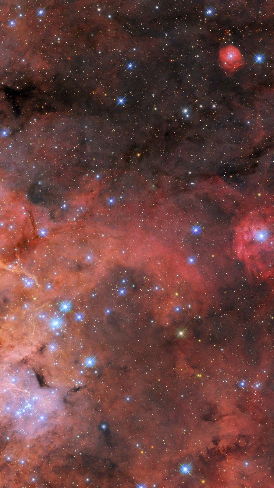 tarantula