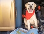 CDC updates regulations for dogs entering the U.S. CDC updates regulations for dogs entering the U.S.