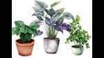 Even small-scale gardening can create opportunities for life lessons. (ADOBE STOCK)