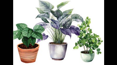 Even small-scale gardening can create opportunities for life lessons. (ADOBE STOCK)