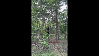 IFS officer Pawan Kaswan recently debunked this long-passed wildlife myth. (X/@ParveenKaswan) IFS officer Pawan Kaswan recently debunked this long-passed wildlife myth. (X/@ParveenKaswan)