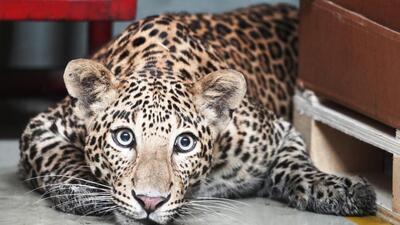 The department has identified 30 hotspots frequented by leopards, said a senior forest officer from the Junnar forest department. (REPRESENTATIVE PHOTO) The department has identified 30 hotspots frequented by leopards, said a senior forest officer from the Junnar forest department. (REPRESENTATIVE PHOTO)