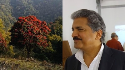 Anand Mahindra is in awe of the beauty of the world's largest rhododendron tree in Nagaland. (X/@anandmahindra and @Nagaland_India) Anand Mahindra is in awe of the beauty of the world's largest rhododendron tree in Nagaland. (X/@anandmahindra and @Nagaland_India)