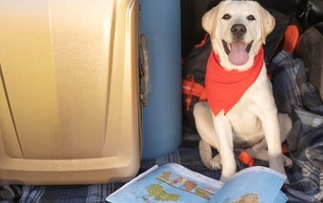 CDC updates regulations for dogs entering the U.S. (Freepik) CDC updates regulations for dogs entering the U.S. (Freepik)