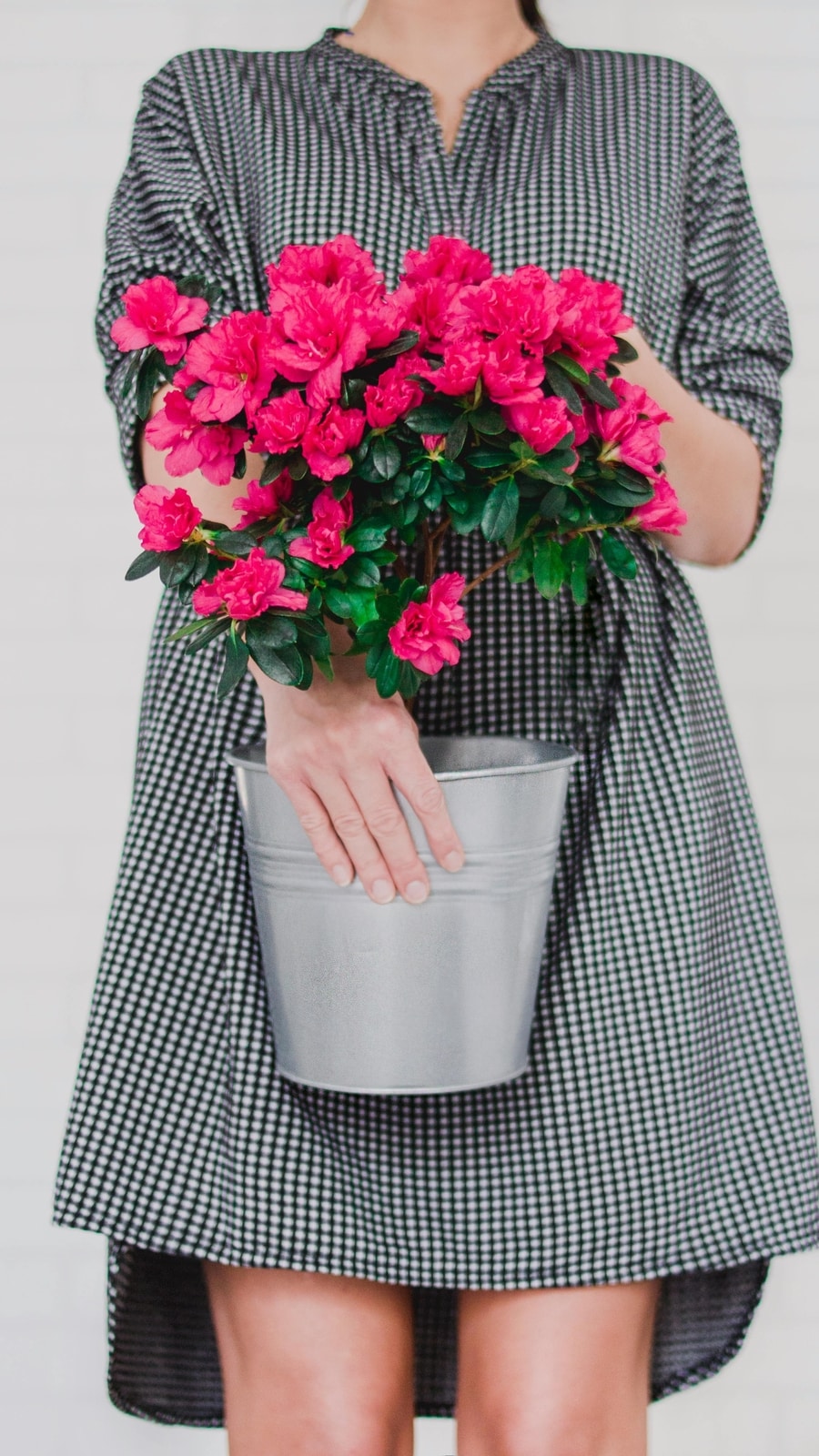 Azalea