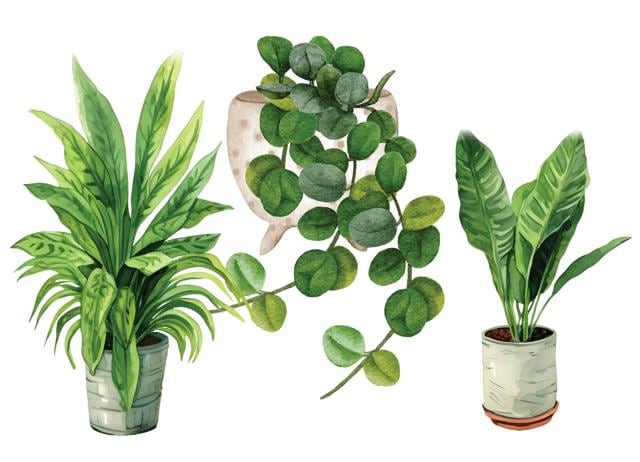 Plants make us realise that there is beauty in transience and rebirth. (ADOBE STOCK)