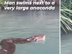 The viral video of a man swimming alongside a giant anaconda was taken in Pantanal wetland in Brazil. The viral video of a man swimming alongside a giant anaconda was taken in Pantanal wetland in Brazil.