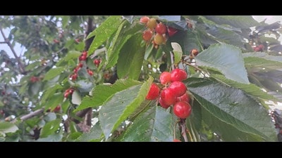 Last year, cherry reached the market on April 13 and could be bought for ₹200 kilogram. (HT File Photo) Last year, cherry reached the market on April 13 and could be bought for ₹200 kilogram. (HT File Photo)