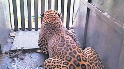 On Friday morning, a male leopard around seven to eight years’ old was caught in one of the trap cages set up by forest department at Lendesthal near Pimpalwandi. Woman was killed in leopard attack at Pimpale Pendhar village of Junnar tehsil. (HT) On Friday morning, a male leopard around seven to eight years’ old was caught in one of the trap cages set up by forest department at Lendesthal near Pimpalwandi. Woman was killed in leopard attack at Pimpale Pendhar village of Junnar tehsil. (HT)