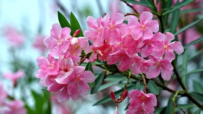 According to some studies, oleander, a tough and pretty shrub, grows well in tropical and subtropical areas. (Unspalsh) According to some studies, oleander, a tough and pretty shrub, grows well in tropical and subtropical areas. (Unspalsh)