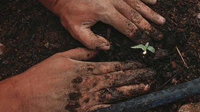 Planting Trees: Planting trees or investing in green plants on Akshaya Tritiya is seen as a way to promote environmental sustainability and invite abundance into your surroundings. It symbolizes growth, renewal, and prosperity. (Unsplash) Planting Trees: Planting trees or investing in green plants on Akshaya Tritiya is seen as a way to promote environmental sustainability and invite abundance into your surroundings. It symbolizes growth, renewal, and prosperity. (Unsplash)